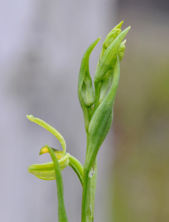 Lusus di Ophrys